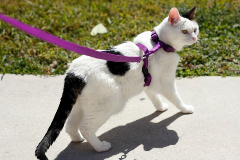 How to Measure a Cat for a Harness